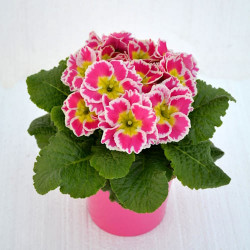 Primevere Acaulis Special Sweetie