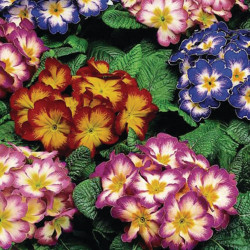 Primevere Acaulis Eblo Elcolra Late mix