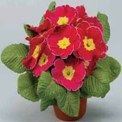 Primevere Acaulis Eblo pink