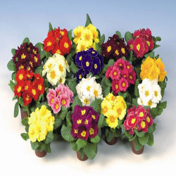 Primevere Acaulis Eblo Mix