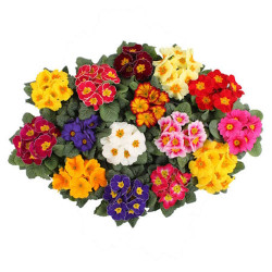 Primevere Acaulis Paradisio Late mix