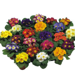 Primevere Acaulis Fruelo Mix