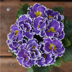 Primevere Sirococco Blue