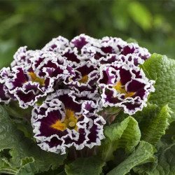 Primevere Sirococco Lilac