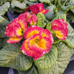 Primevere Sirococco Red Flame