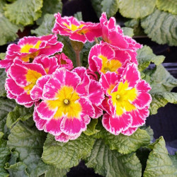 Primevere Sirococco Rose