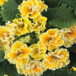 Primevere Sirococco Yellow