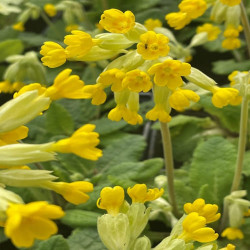 Primevere Cowslip Yellow