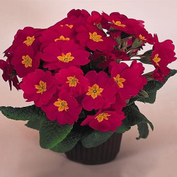 Primevere Crescendo Rose Shades