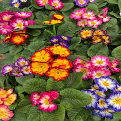 Primevere Starflame mix