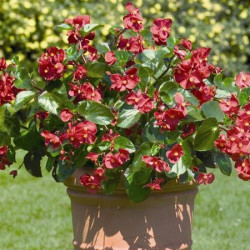 Bégonia Benariensis Big Rouge FV