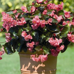 Bégonia Benariensis Big Rose FF