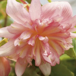 Bégonia Belleconia Apricot Blush