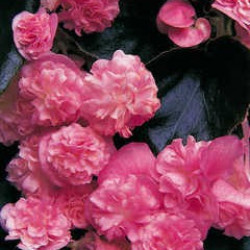 Bégonia Doublet Rose