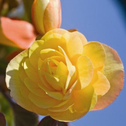 Bégonia Illumination Peaches'n Cream