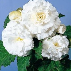 Bégonia Non Stop Blanc