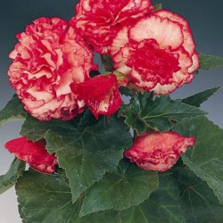 Bégonia Non Stop Rose