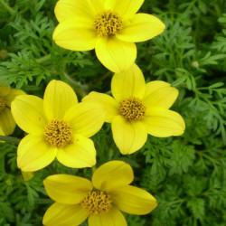 Bidens orange ou Jaune
