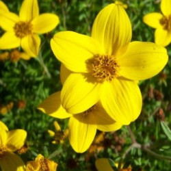 Bidens Ferulifolia Solaire