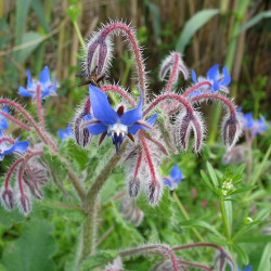 Bourrache Officinale