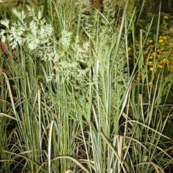 Calamagrostis acutiflora Karl Foerster