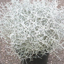 Calocéphalus Brownii
