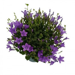 Campanule blue