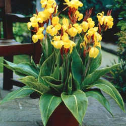 Canna Striped Beauty