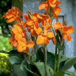 Canna Wyoming