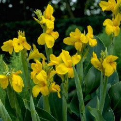 Canna Yellow Humbert