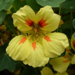 Capucine Banana Split Jaune Orange