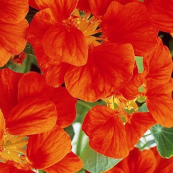 Capucine Whirlybird Orange Acajou
