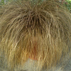 Carex Bronze Form