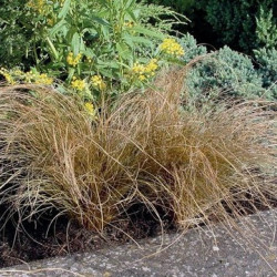 Carex Bronzita