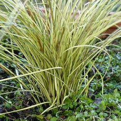 Carex brunnea jenneke