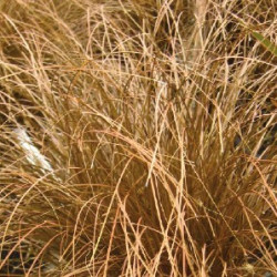 Carex Buchananii brun