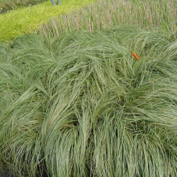 Carex comans Frosted Curls