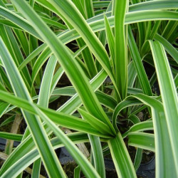 Carex Morrowii Ice Dance