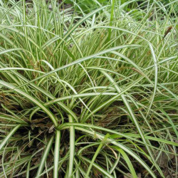 Carex morowi Variegata