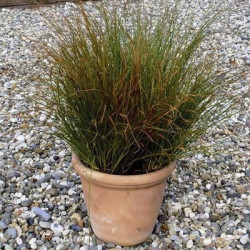 Carex Prairie Fire