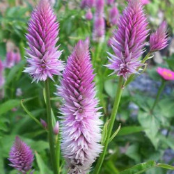 Célosie Spicata Flamingo Pourpre