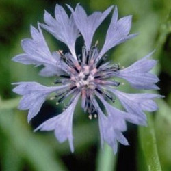 Centaurée Victoire Bleu