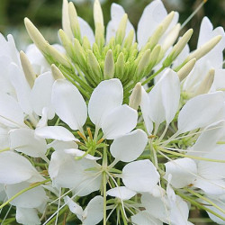 Cléome  Blanc