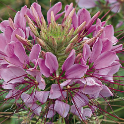 Cléome Spinosa Sparkler Lavande