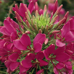 Cléome Spinosa Sparkler Rose