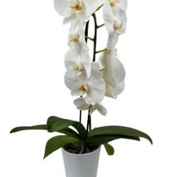 PHAL/ cascade 1 br Tokyo blanc (1)