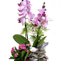 PHAL/Carré bois 