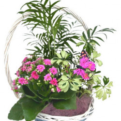 PANIER/P102  3P (1)
