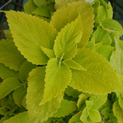 Coléus Lime