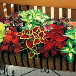 Coleus Wizard Varié